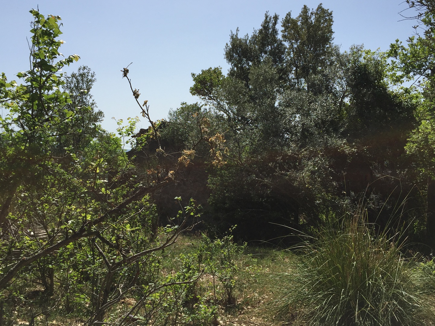 Terreno in vendita a Prignano cilento - Rif. #30 - Foto 11