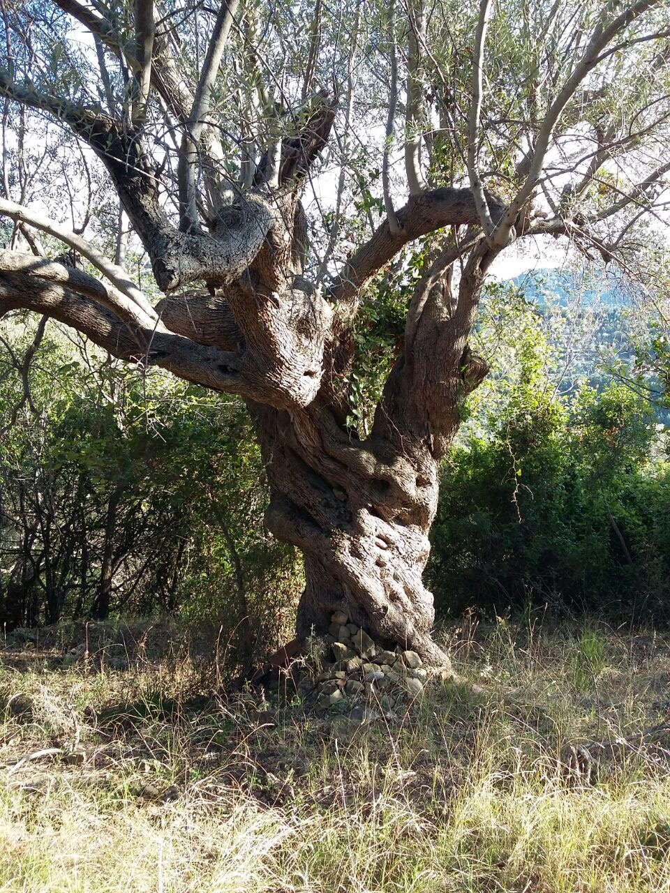 Terreno in vendita a Prignano cilento - Rif. #30 - Foto 4